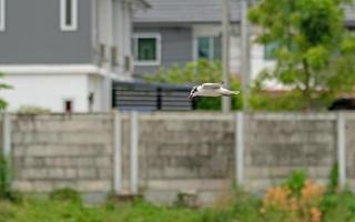 Little Tern flying over the rice field photo