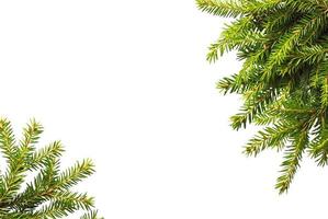 green spruce, pine branch isolated on white background. concept space for text, new year card, christmas banner, new year, sale, photo