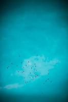 el hermoso cielo azul con pájaros foto
