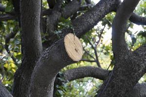 cortar árboles jóvenes y vegetación foto