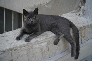 el lindo gato callejero sin hogar foto