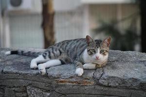 el lindo gato callejero sin hogar foto