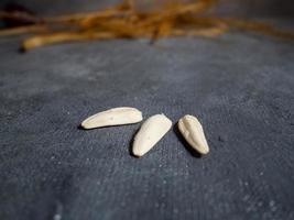 White large seeds on a black background. Sunflower seeds photo