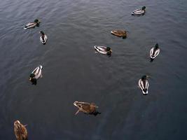 Autumn lake with swimming ducks. The surface of the water. photo