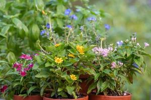 A variety of colorful flowers growing in terracotta pots in the garden. photo