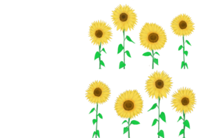 sunflower yellow flower png