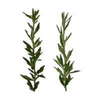 leaves of weeds that have many leaves png