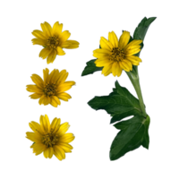 yellow flowers with stalks and leaves png