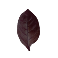 ein violettes Blatt Graptophyllum pictum png