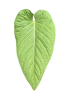 feuille de plante anthurium pulcachense avec un beau motif de dentelle sur fond png