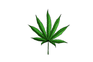 cannabis löv hand dragen illustration design png