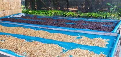 coffee beans in process photo