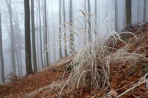 Hoarfrost on grass photo