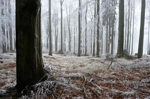 In frosty beech forest photo