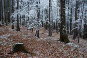 Frosty pine - wood photo