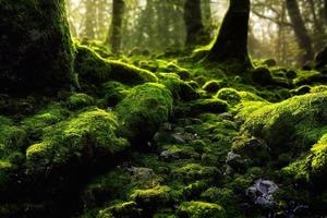 A computer generated illustration of lush green moss on a forest floor with rocks and trees. A.I. generated art. photo