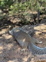 la ardilla yacía sobre una roca en el parque nacional del gran cañón foto