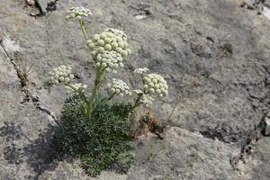 gill seseli, flor de zanahoria silvestre, flor de milenrama, millefolium achillea, planta solitaria sobre fondo de piedra de mármol caliza gris. foto