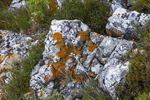 Lichen, Brown moss on marble-like limestone stones. Background. photo