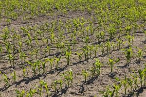 brotes verdes jóvenes, brotes, maíz en el campo agrícola. antecedentes. foto