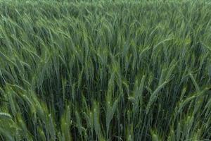 Green spikelets of wheat in the agricultural field. Background. photo