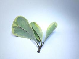 Pictured behind the leaves of the ficus deltoidea, an ornamental tree.  The appearance of the leaves is like a heart.  The leaves come in two colors, white and green.  placed on a white background photo