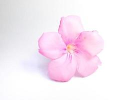 Picture of pink Frangipani flowers resting on a white background. photo