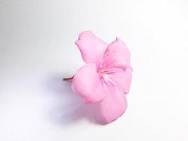 Picture of pink Frangipani flowers resting on a white background. photo