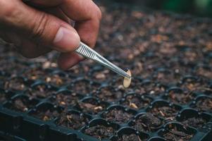 Planting seeds, vegetables and fruits in planting trays. photo