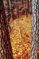 coloridas hojas de otoño de los árboles en el camino de la montaña en el bosque caducifolio foto