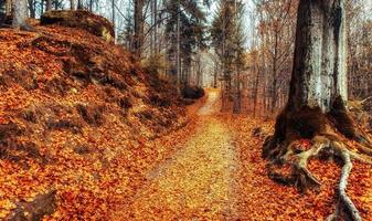 coloridas hojas de otoño de los árboles en el bosque caducifolio foto