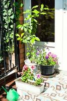 flower pots on the steps of the porch photo