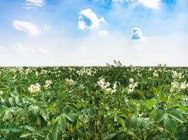 flowering potato plant on field in France photo