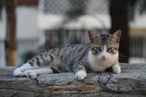 The cute homeless street cat photo