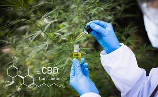 manos del médico sosteniendo un cuentagotas con un producto de aceite en el fondo de las hojas y flores de marihuana, aceite de cáñamo cbd. foto