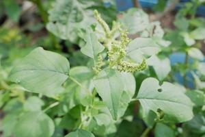 selectively focus on wild spinach or pull out green flowers, scientific language is called Amaranthus viridis photo