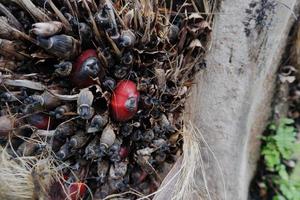 selective focus on damaged oil palm fruit and crop failure causes prices to fall photo