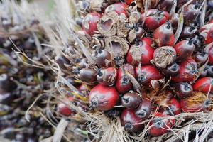 selective focus on damaged oil palm fruit and crop failure causes prices to fall photo