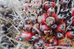 selective focus on damaged oil palm fruit and crop failure causes prices to fall photo