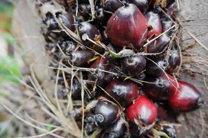 selective focus on damaged oil palm fruit and crop failure causes prices to fall photo