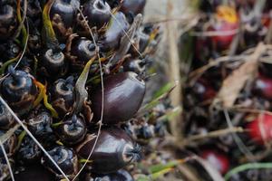 selective focus on damaged oil palm fruit and crop failure causes prices to fall photo