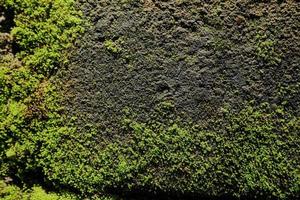 selective focun on  Beautiful Bright Green moss grown up cover the rough stones and on the floor photo