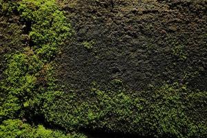 selective focun on  Beautiful Bright Green moss grown up cover the rough stones and on the floor photo