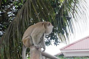 selective focus on a long-tailed monkey tied with an iron chain around its neck, a wild animal that is kept as a resident's pet photo