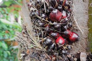 selective focus on damaged oil palm fruit and crop failure causes prices to fall photo