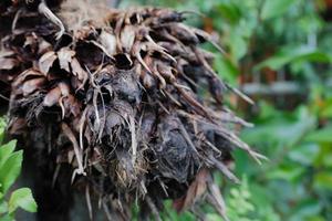 selective focus on damaged oil palm fruit and crop failure causes prices to fall photo