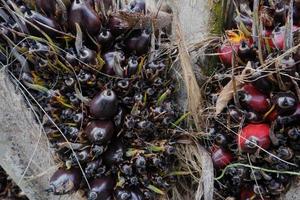 selective focus on damaged oil palm fruit and crop failure causes prices to fall photo