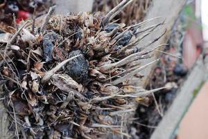 el enfoque selectivo en la fruta dañada de la palma aceitera y la pérdida de la cosecha hacen que los precios caigan foto