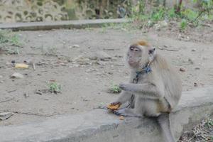 selective focus on a long-tailed monkey tied with an iron chain around its neck, a wild animal that is kept as a resident's pet photo
