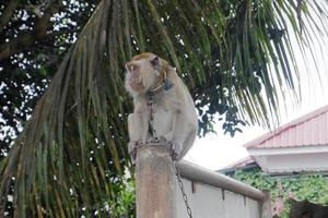 selective focus on a long-tailed monkey tied with an iron chain around its neck, a wild animal that is kept as a resident's pet photo